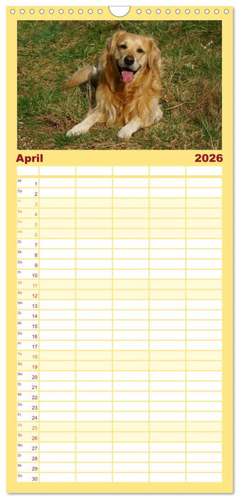 Golden Retriever Power (CALVENDO Familienplaner 2026)