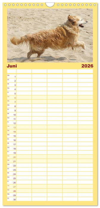 Golden Retriever Power (CALVENDO Familienplaner 2026)