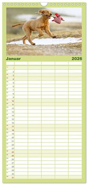 Chesley Kleiner Hund grosse Abenteuer (CALVENDO Familienplaner 2026)