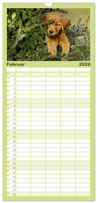 Chesley Kleiner Hund grosse Abenteuer (CALVENDO Familienplaner 2026)