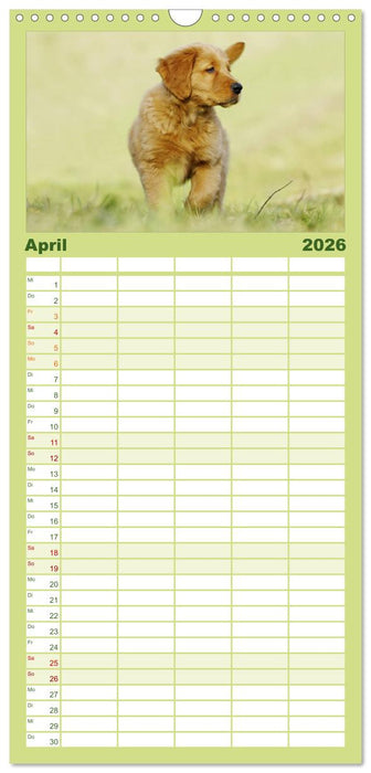 Chesley Kleiner Hund grosse Abenteuer (CALVENDO Familienplaner 2026)