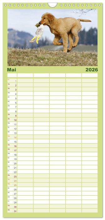 Chesley Kleiner Hund grosse Abenteuer (CALVENDO Familienplaner 2026)