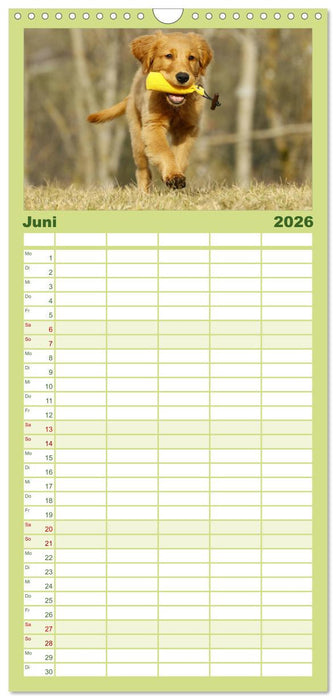 Chesley Kleiner Hund grosse Abenteuer (CALVENDO Familienplaner 2026)