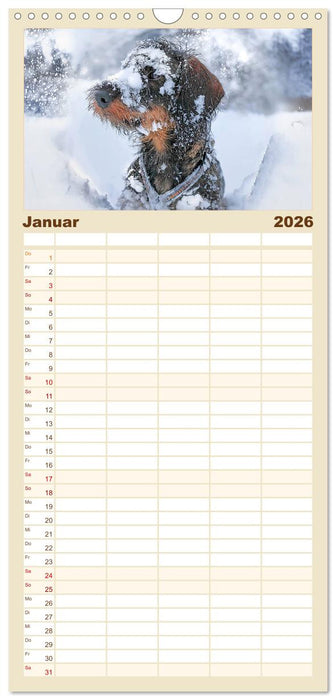 Der Dackel (CALVENDO Familienplaner 2026)