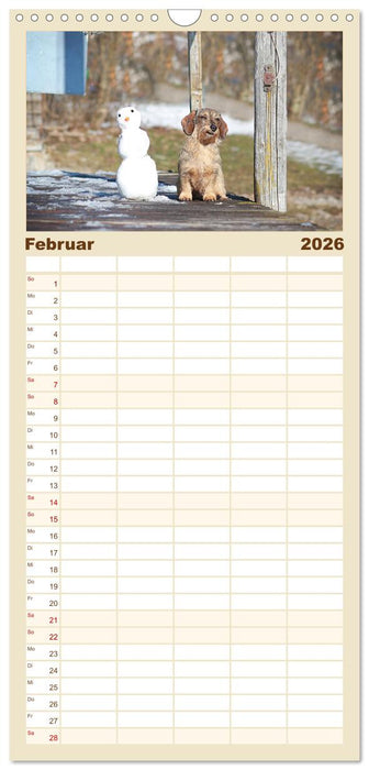 Der Dackel (CALVENDO Familienplaner 2026)