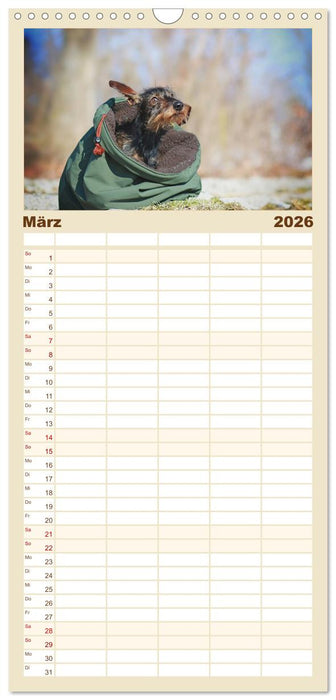 Der Dackel (CALVENDO Familienplaner 2026)