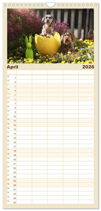 Der Dackel (CALVENDO Familienplaner 2026)