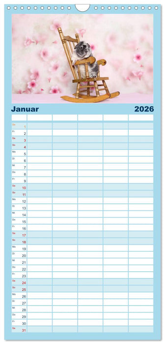 Niedliche Meerschweinchen (CALVENDO Familienplaner 2026)