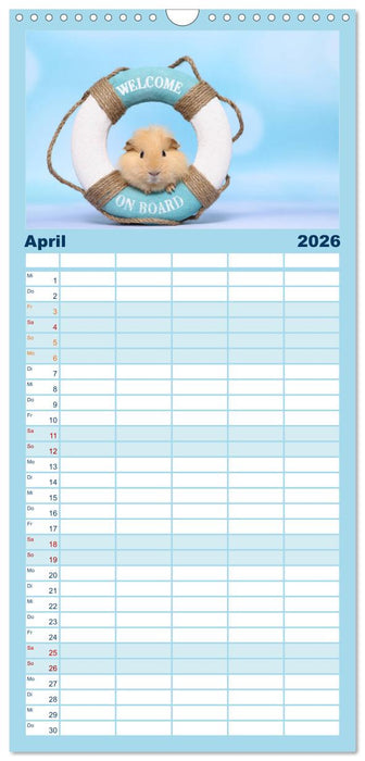 Niedliche Meerschweinchen (CALVENDO Familienplaner 2026)