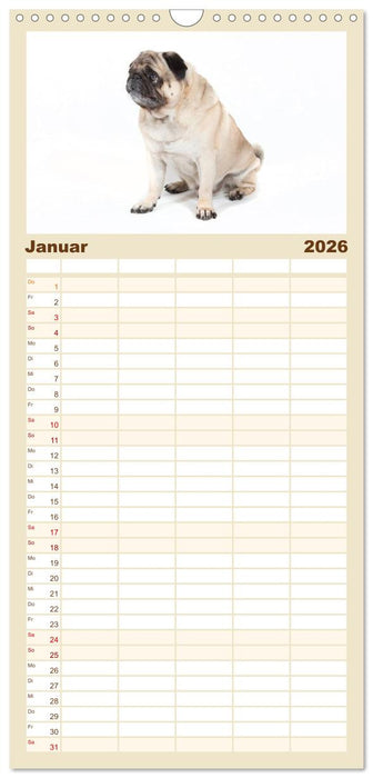 Mops - unwiderstehlich und charmant (CALVENDO Familienplaner 2026)