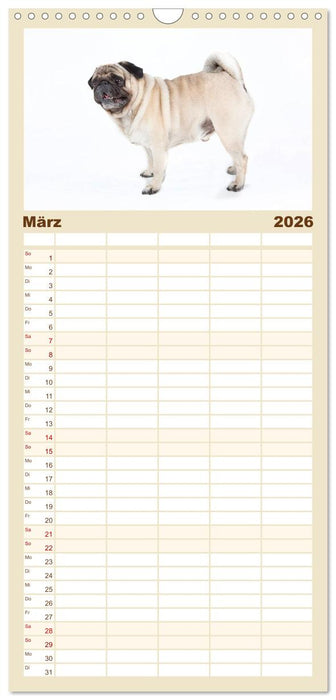 Mops - unwiderstehlich und charmant (CALVENDO Familienplaner 2026)