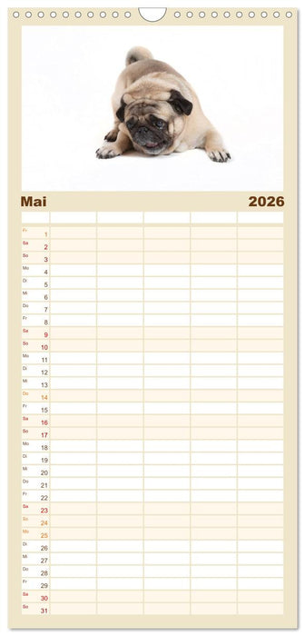 Mops - unwiderstehlich und charmant (CALVENDO Familienplaner 2026)