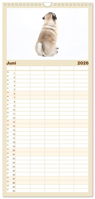 Mops - unwiderstehlich und charmant (CALVENDO Familienplaner 2026)