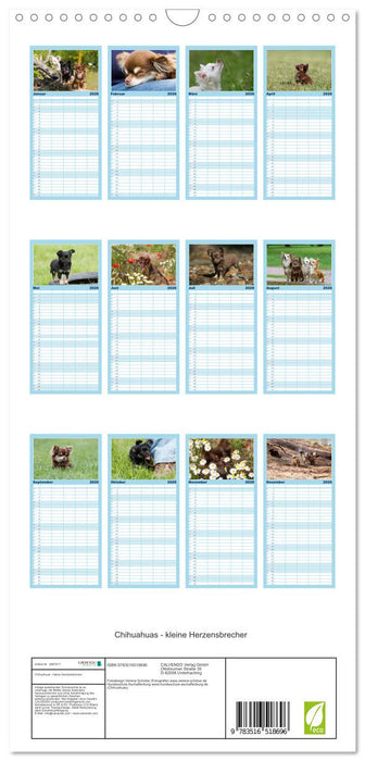 Chihuahuas - kleine Herzensbrecher (CALVENDO Familienplaner 2026)