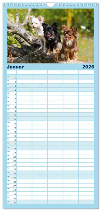 Chihuahuas - kleine Herzensbrecher (CALVENDO Familienplaner 2026)