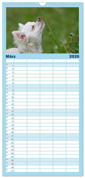 Chihuahuas - kleine Herzensbrecher (CALVENDO Familienplaner 2026)