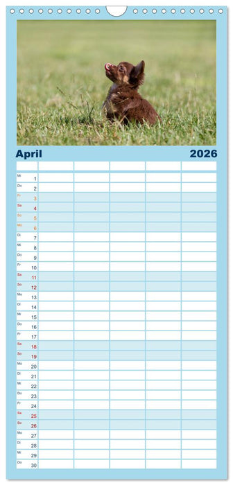 Chihuahuas - kleine Herzensbrecher (CALVENDO Familienplaner 2026)