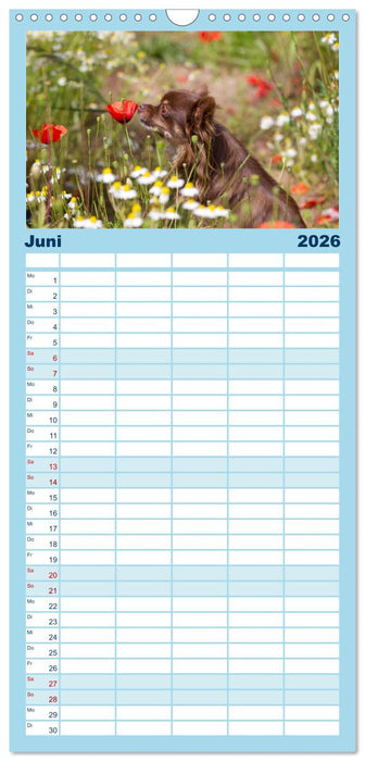 Chihuahuas - kleine Herzensbrecher (CALVENDO Familienplaner 2026)