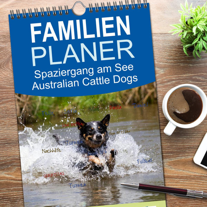Spaziergang am See Australian Cattle Dogs (CALVENDO Familienplaner 2026)