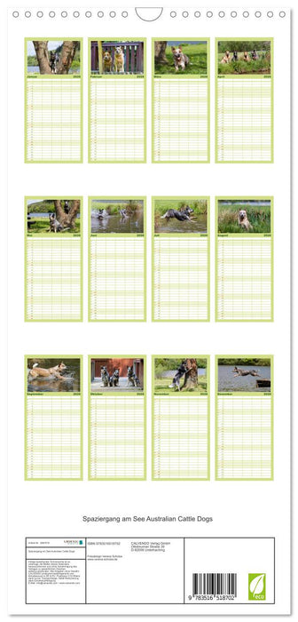 Spaziergang am See Australian Cattle Dogs (CALVENDO Familienplaner 2026)