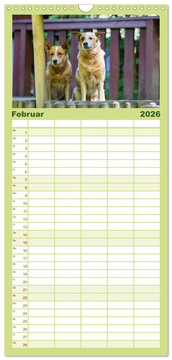 Spaziergang am See Australian Cattle Dogs (CALVENDO Familienplaner 2026)