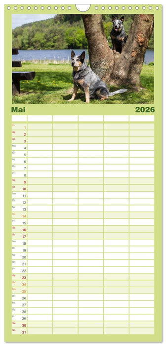Spaziergang am See Australian Cattle Dogs (CALVENDO Familienplaner 2026)