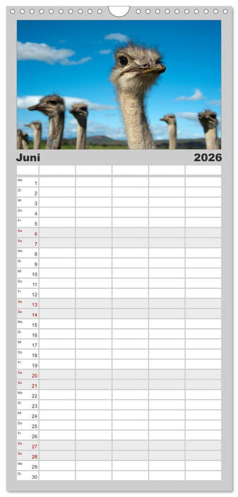 Südafrika (CALVENDO Familienplaner 2026)