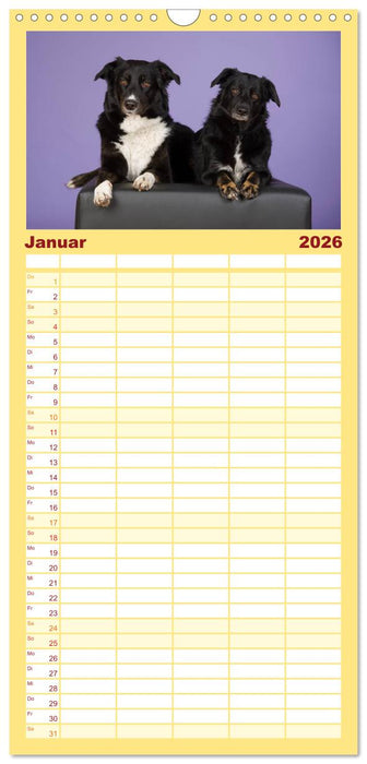 Bunte Pfoten (CALVENDO Familienplaner 2026)