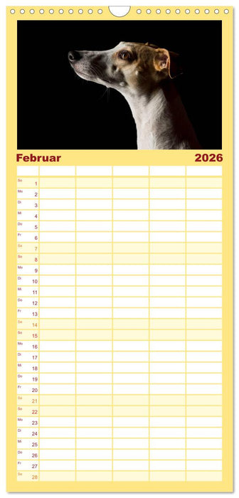 Bunte Pfoten (CALVENDO Familienplaner 2026)