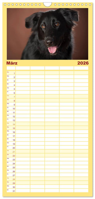 Bunte Pfoten (CALVENDO Familienplaner 2026)