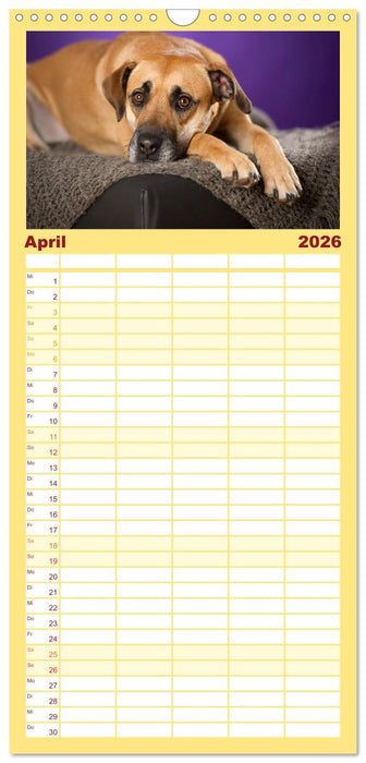 Bunte Pfoten (CALVENDO Familienplaner 2026)