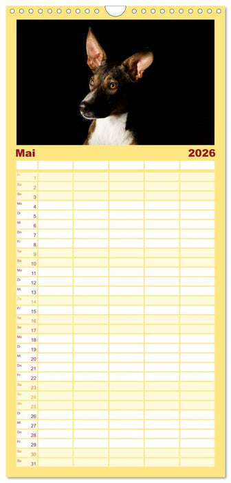 Bunte Pfoten (CALVENDO Familienplaner 2026)