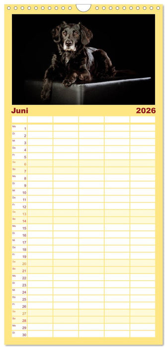 Bunte Pfoten (CALVENDO Familienplaner 2026)