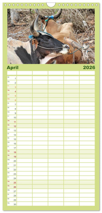 Tiere Madagaskars (CALVENDO Familienplaner 2026)