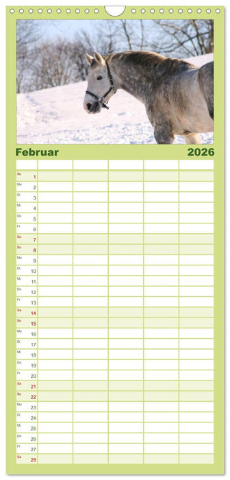 Faszination Pferde (CALVENDO Familienplaner 2026)