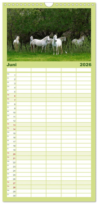 Faszination Pferde (CALVENDO Familienplaner 2026)