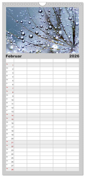 Naturjuwel Pusteblume (CALVENDO Familienplaner 2026)