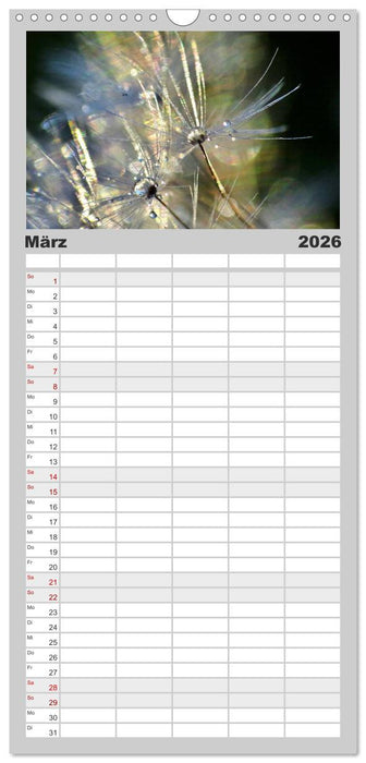 Naturjuwel Pusteblume (CALVENDO Familienplaner 2026)