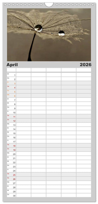 Naturjuwel Pusteblume (CALVENDO Familienplaner 2026)