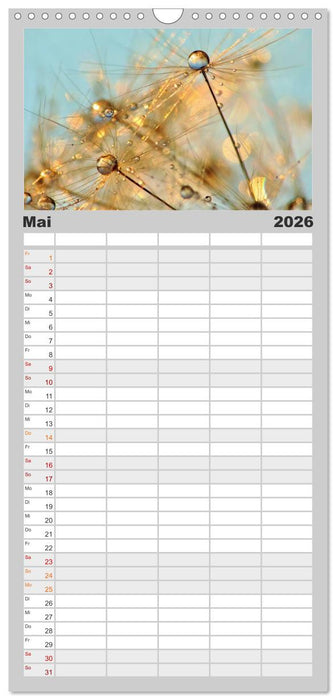 Naturjuwel Pusteblume (CALVENDO Familienplaner 2026)