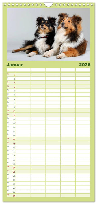 Shelties 2026 (CALVENDO Familienplaner 2026)