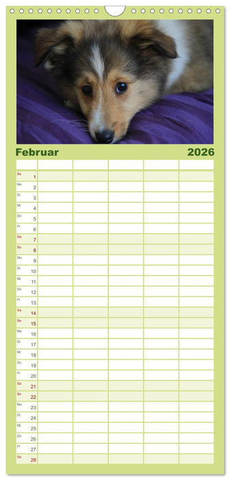 Shelties 2026 (CALVENDO Familienplaner 2026)