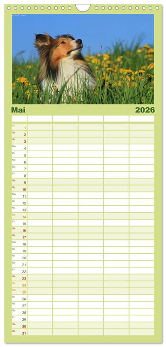 Shelties 2026 (CALVENDO Familienplaner 2026)