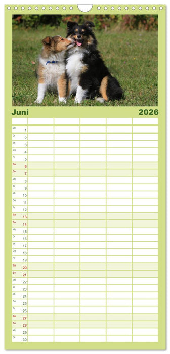 Shelties 2026 (CALVENDO Familienplaner 2026)