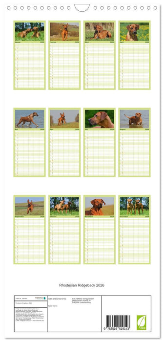 Rhodesian Ridgeback 2026 (CALVENDO Familienplaner 2026)