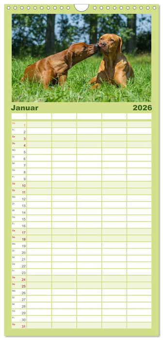 Rhodesian Ridgeback 2026 (CALVENDO Familienplaner 2026)