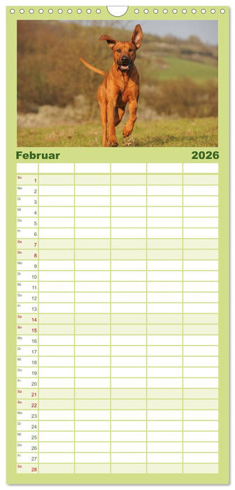 Rhodesian Ridgeback 2026 (CALVENDO Familienplaner 2026)