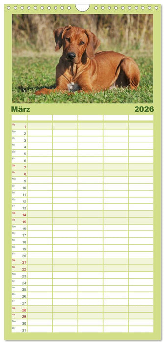 Rhodesian Ridgeback 2026 (CALVENDO Familienplaner 2026)