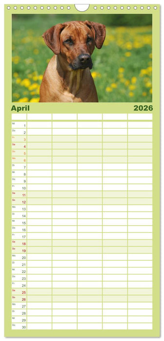 Rhodesian Ridgeback 2026 (CALVENDO Familienplaner 2026)