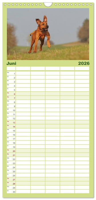 Rhodesian Ridgeback 2026 (CALVENDO Familienplaner 2026)